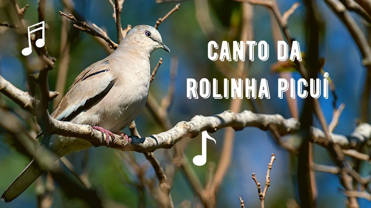 Canto da Rolinha Picuí