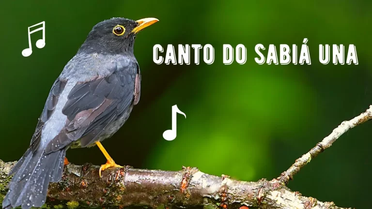 Canto da Sabiá Una