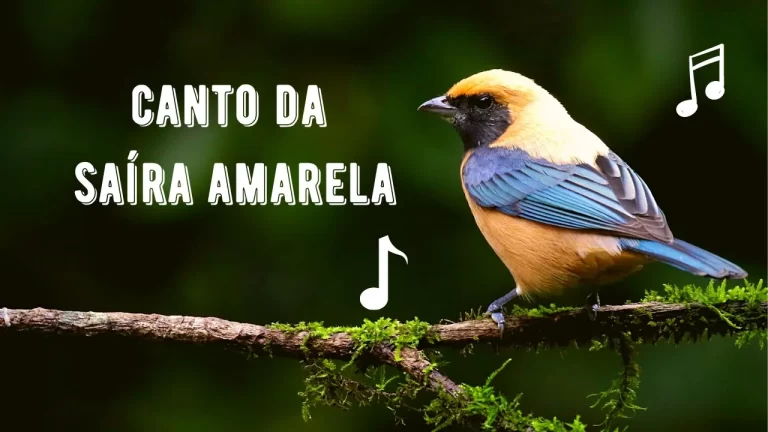 Canto da Saíra Amarela