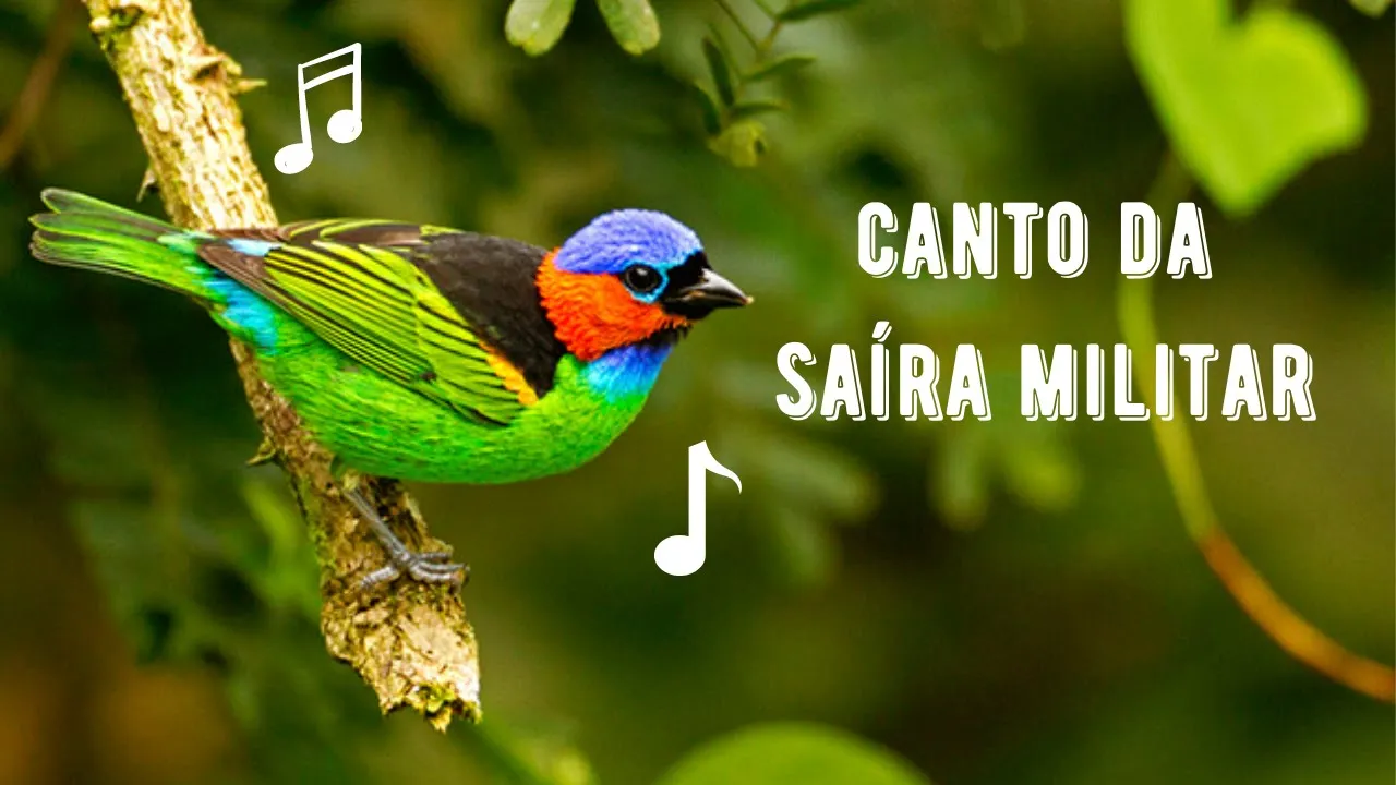 Canto da Saíra Militar
