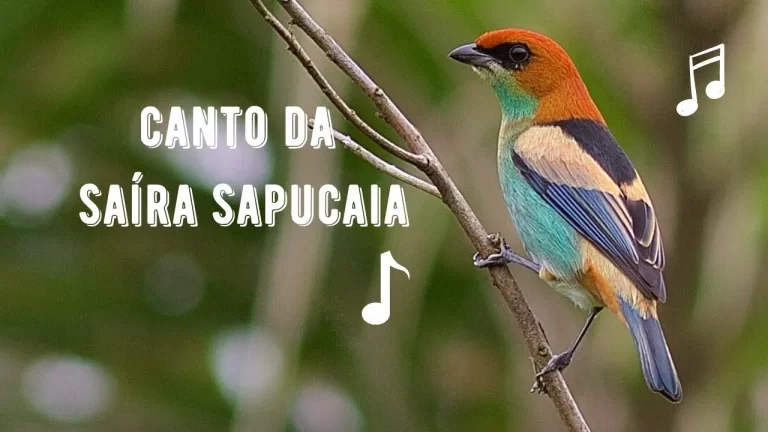 Canto da Saíra Sapucaia