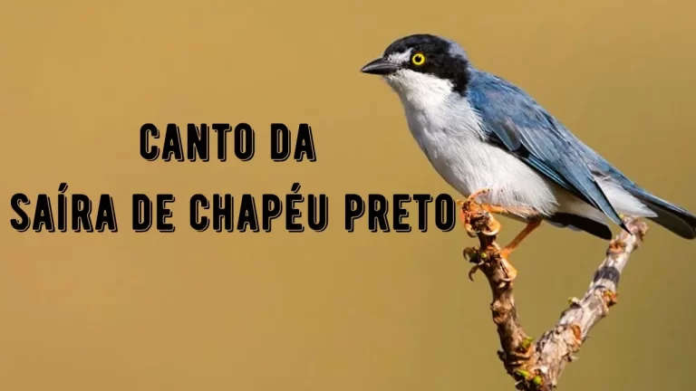 Canto da Saíra de Chapéu Preto