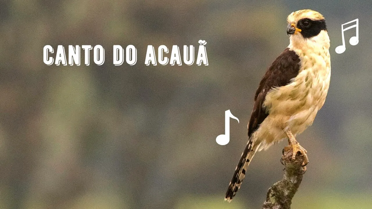 Canto do Acauã