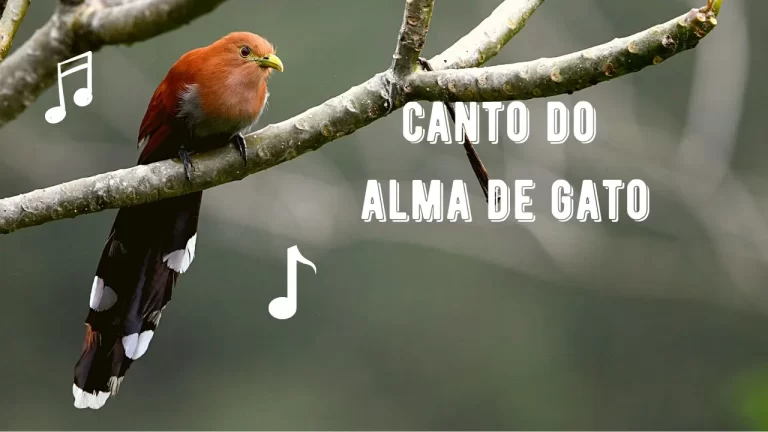 Canto do Alma de Gato