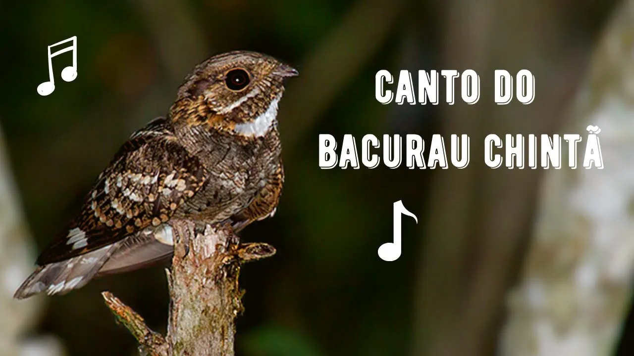 Canto do Bacurau Chintã – (Setopagis Parvula)