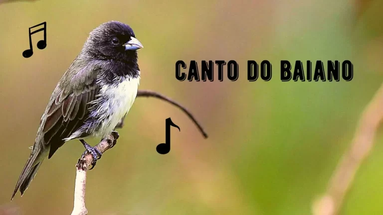 Canto do Baiano