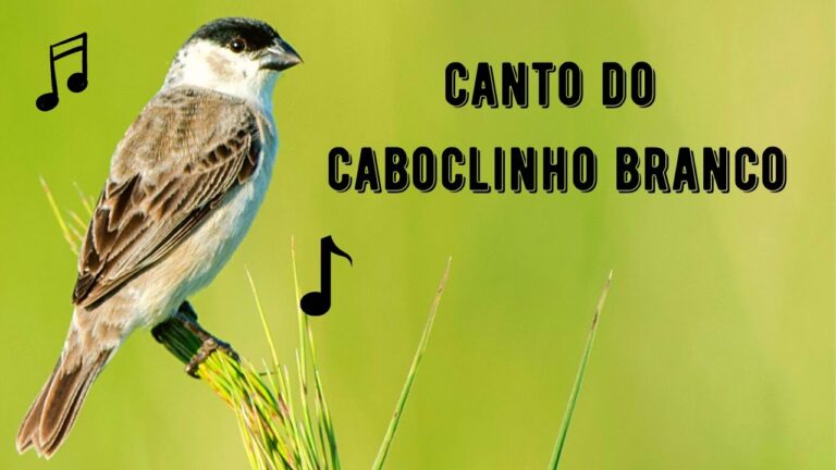 Canto do Caboclinho Branco
