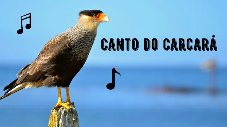 Canto do Carcará