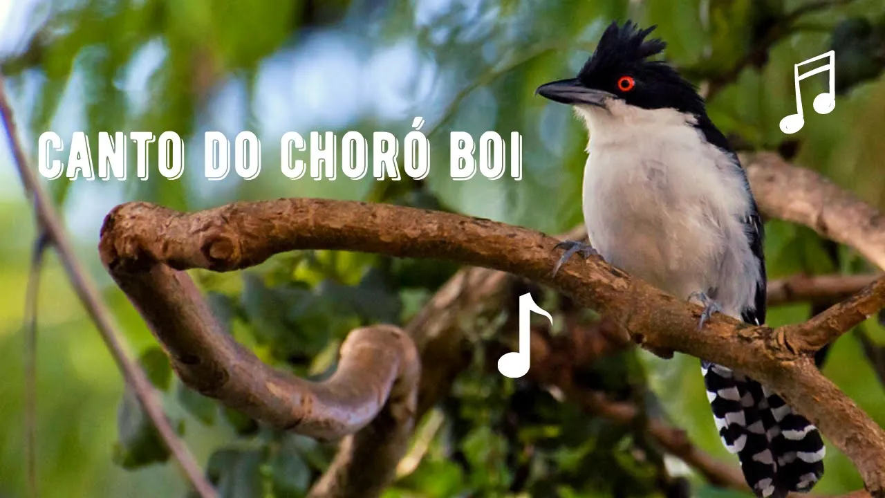 Canto do Choró Boi