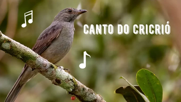Canto do Cricrió