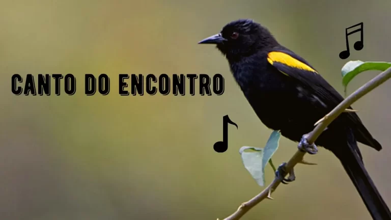 Canto do Encontro