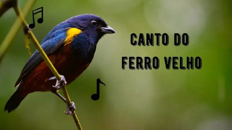 Canto do Ferro Velho