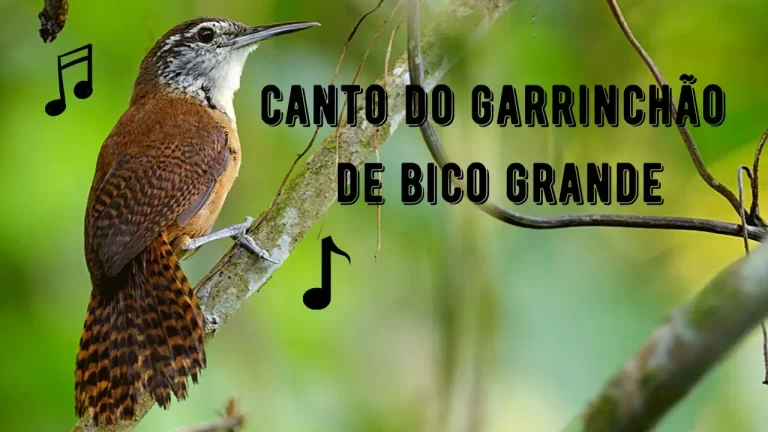 Canto do Garrinchão de Bico Grande