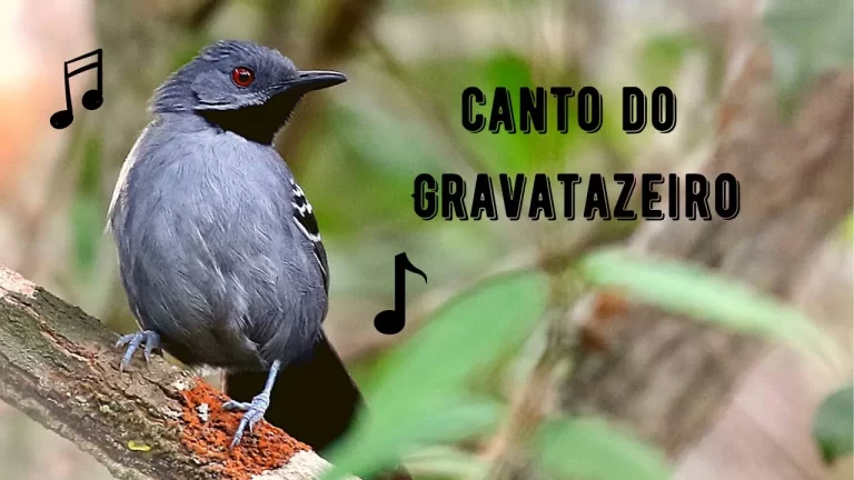 Canto do Gravatazeiro