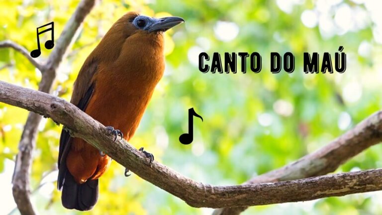Canto do Maú