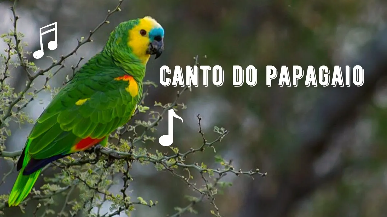 Canto do Papagaio