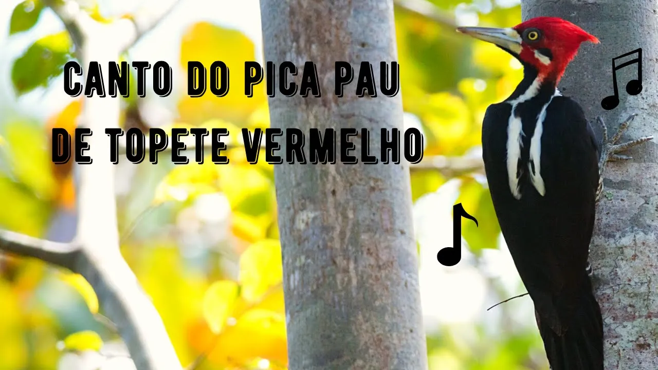 Canto do Pica Pau de Topete Vermelho