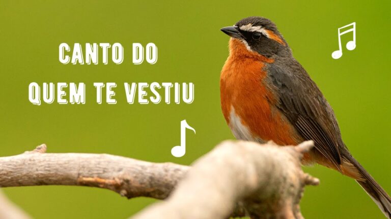 Canto do Quem te Vestiu