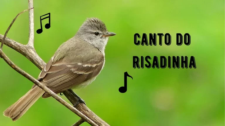 Canto do Risadinha