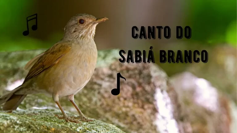 Canto do Sabiá Branco