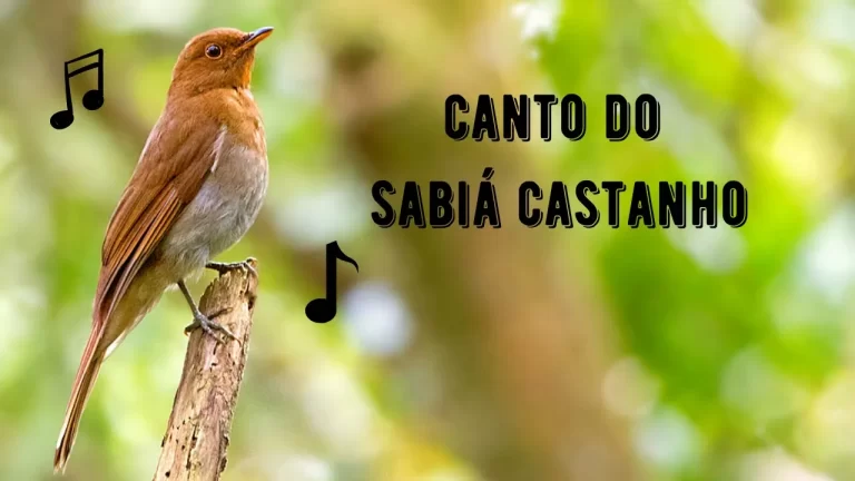 Canto do Sabiá Castanho