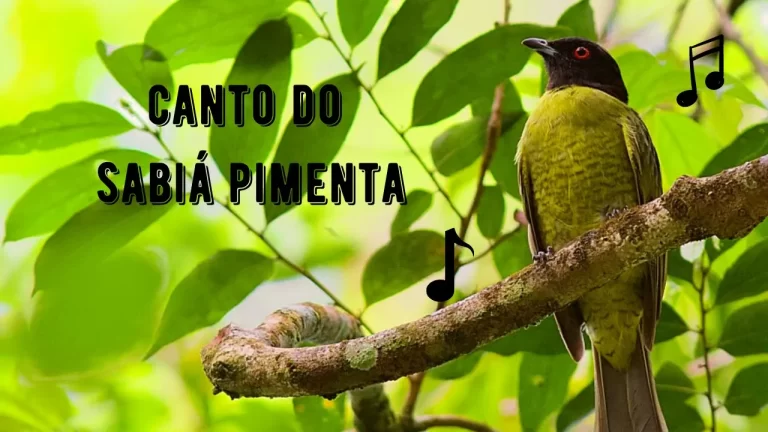 Canto do Sabiá Pimenta