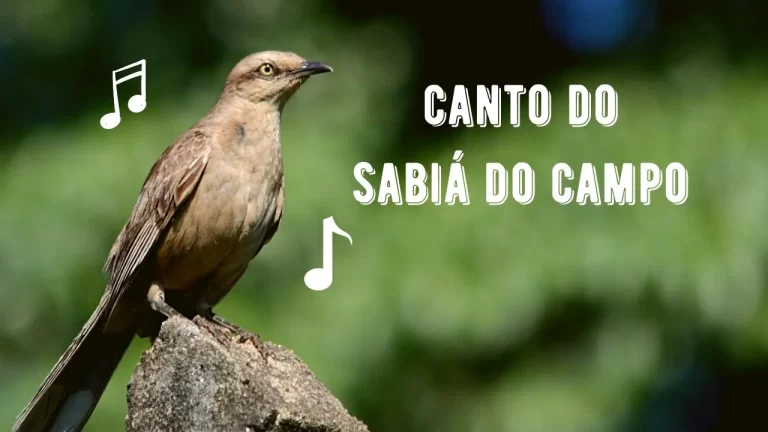 Canto do Sabiá do Campo