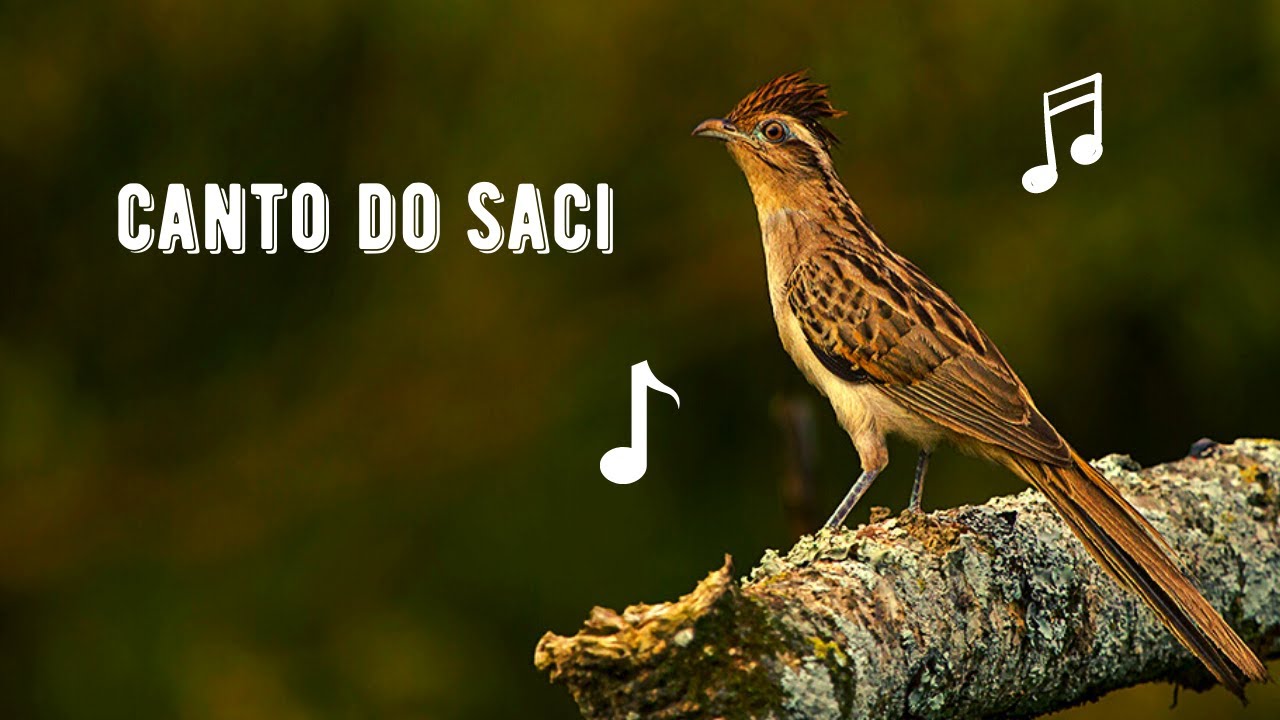 Canto do Saci