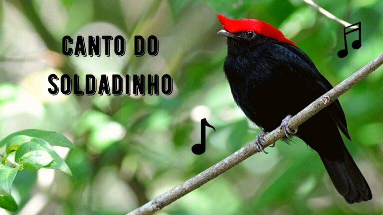 Canto do Soldadinho