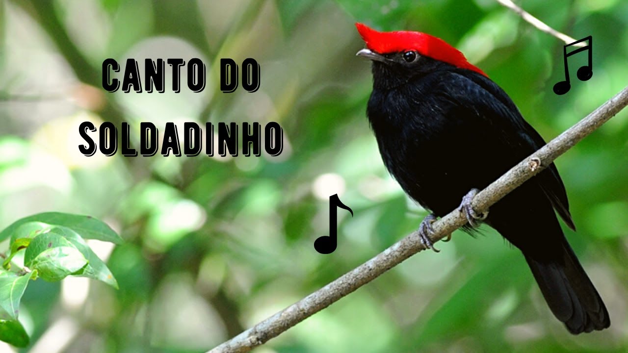 Canto do Soldadinho