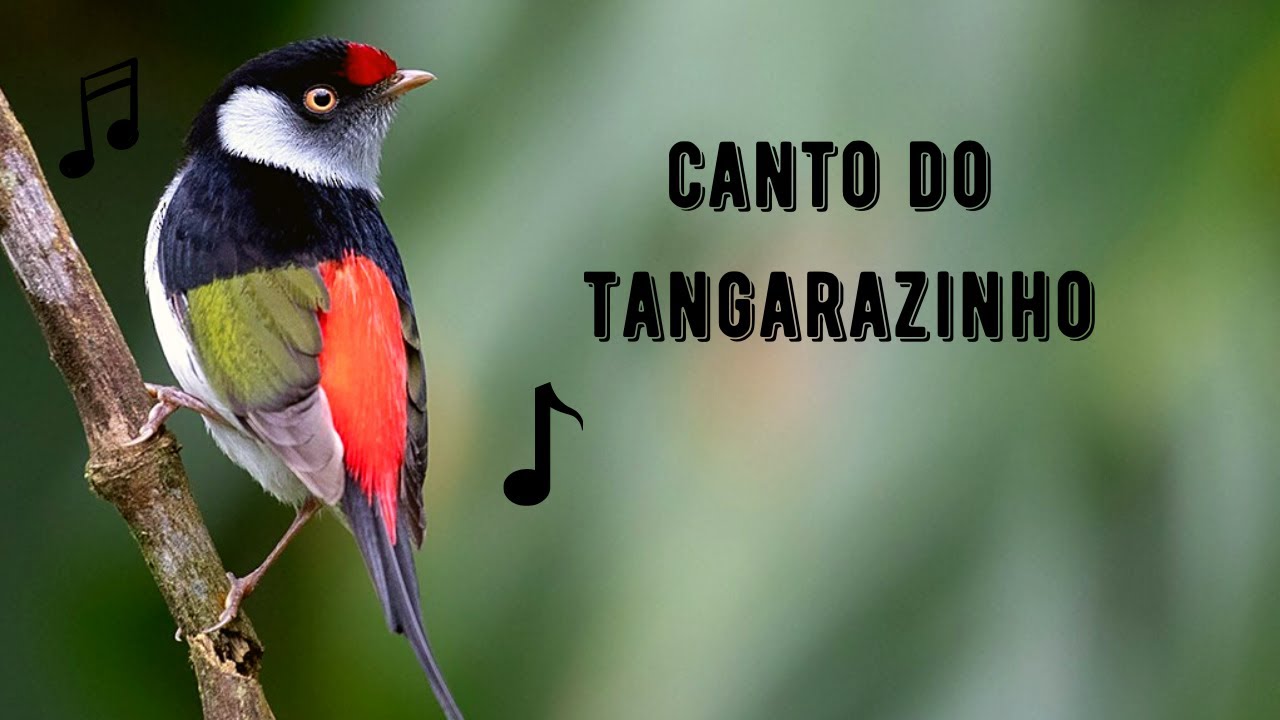 Canto do Tangarazinho