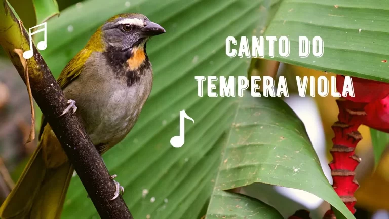Canto do Tempera Viola