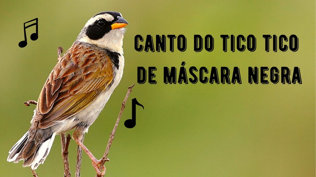 Canto do Tico Tico de Máscara Negra