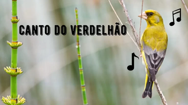 Canto do Verdelhão