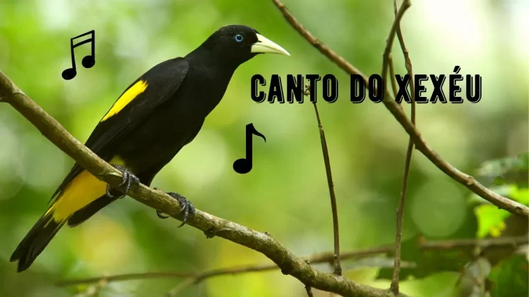 Canto do Xexéu