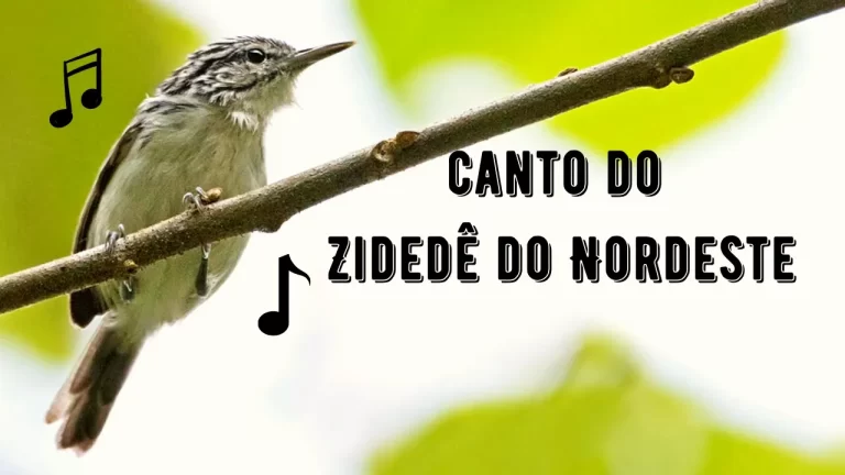 Canto do Zidedê do Nordeste