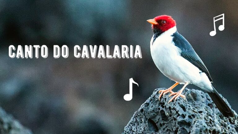 Canto da Cavalaria