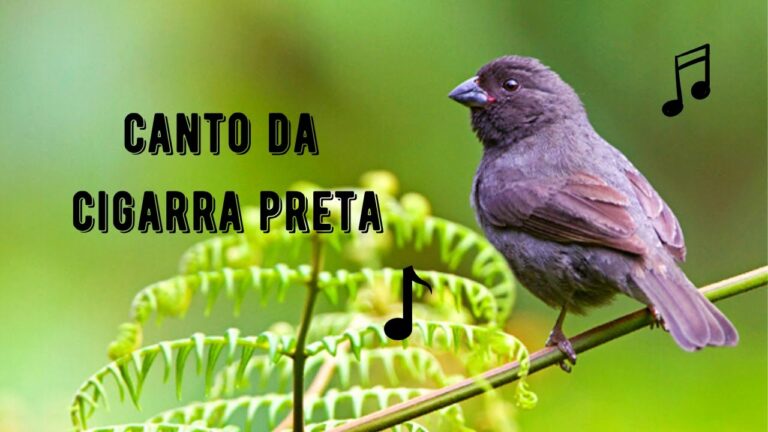 Canto Da Cigarra Preta