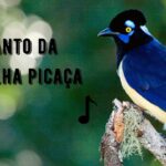 Canto da Gralha Picaça