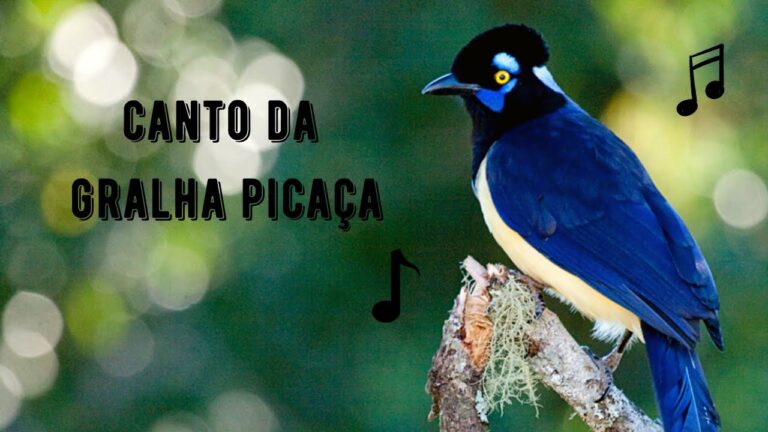 Canto da Gralha Picaça