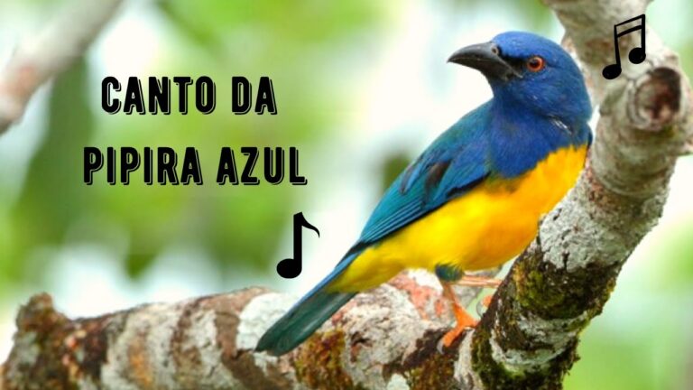 Canto da Pipira Azul
