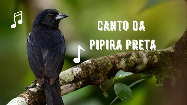 Canto da Pipira Preta