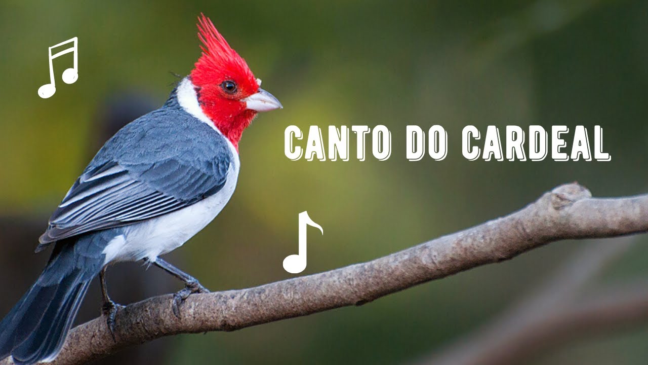Canto do Cardeal