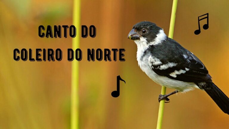 Canto do Coleiro do Norte