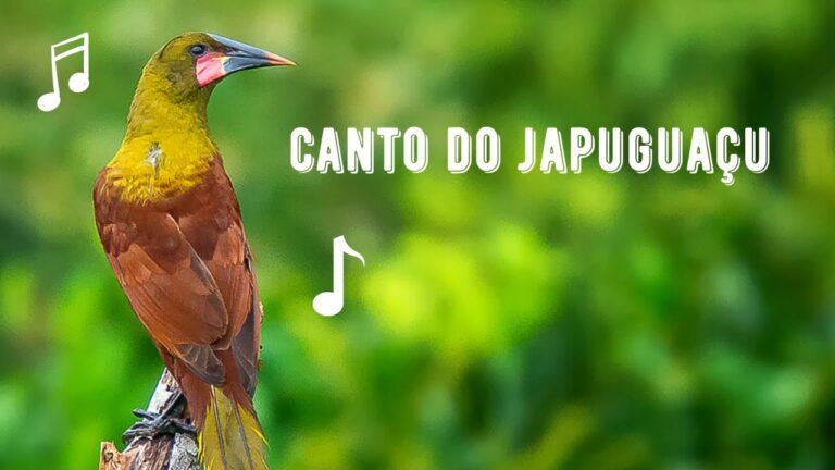 Canto do Japuguaçu