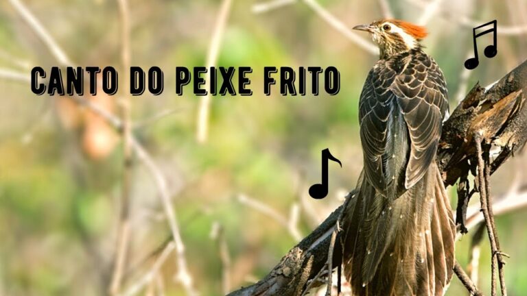 Canto do Peixe Frito