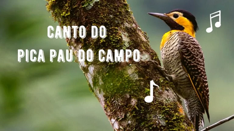 Canto do Pica Pau do Campo