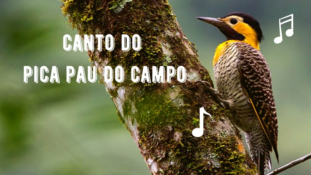 Canto do Pica Pau do Campo