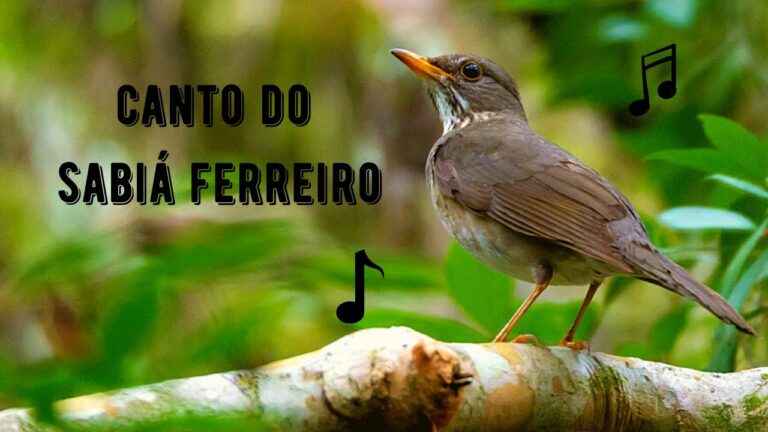 Canto do Sabia Ferreiro