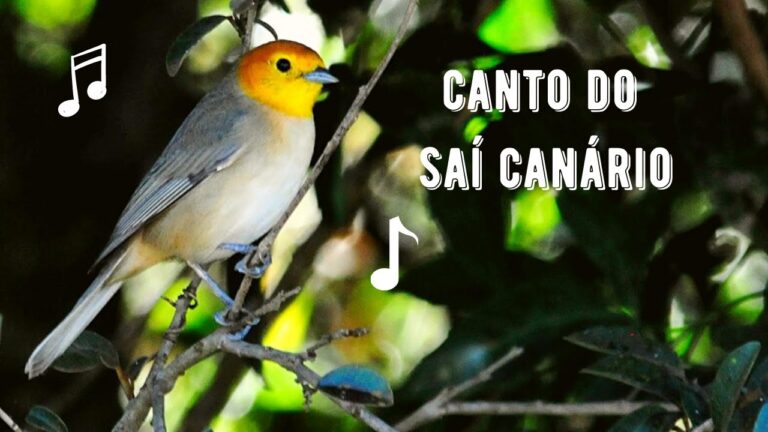 Canto do Saí Canário